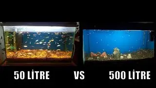 BÜYÜK AKVARYUM ''500 LİTRE'' VS KÜÇÜK AKVARYUM ''50 LİTRE''