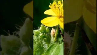 Чистотел от всех болезней: Лечение чистотелом / Celandine treatment #shorts