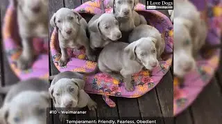 Top 10 High Energy Dog Breeds 💖💘 🐶