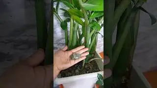 А вы тоже делаете так ?😱😱🤫🤔 #глоксинии #plants #zzplant #замиокулькас #цветы