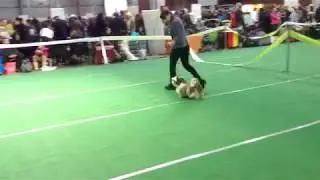 Парочка прекрасных малышей Шт-тцу