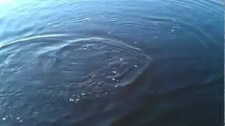 Вываживание и сход щуки
