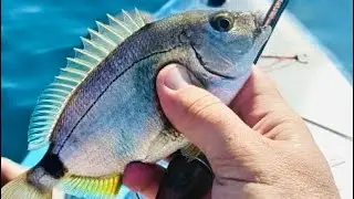 Sea bream from SUP board on spinning rod