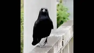 When you were a model in previous life, but reincarnated as a crow