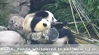 Hush, Panda Whispered In Her Mom's Ear | iPanda
