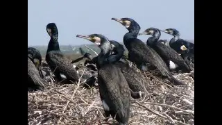 Как живут бакланы.