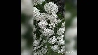 спирея Вангутта 