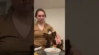 Pumpkin Pie Dog Treats
