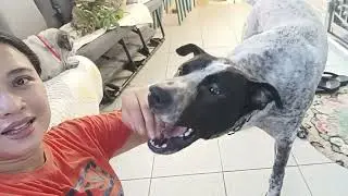 ANJING CAKEP DOG CEWEK BANYAK YANG SUKA