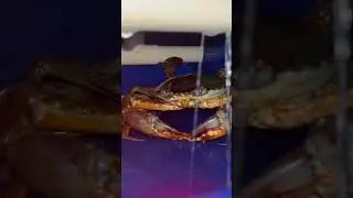 #aquacultured #sustainableaquaculture #urbanfarm#aquacultured #sustainableaquaculture #urbanfarmer