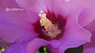 Bush hibiscus