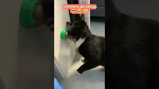 Кота плющит от шарика мяты | мемы | приколы от Зубарев 