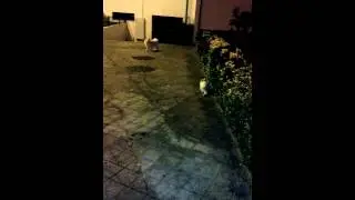 Кот охотится за собакой