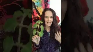 Mother of Herbs Calming Tea