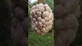 Marang guys