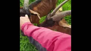 даваи🐐