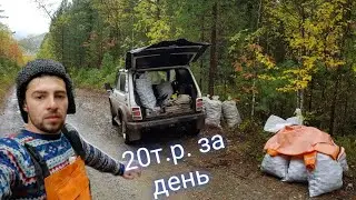 Collecting and selling pine cones. I earn 20,000 rubles a day. The taiga feeds me.