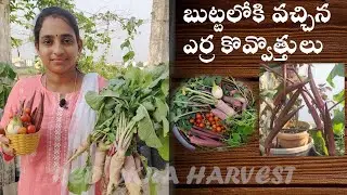 Red Okra Harvest  || బుట్టలోకి వచ్చిన ఎర్ర కొవ్వొత్తులు