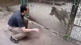 ☆ Игры с волками ☆