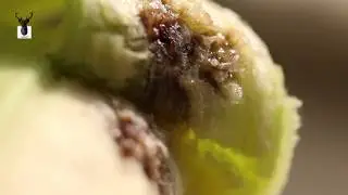 Larvae in Banana