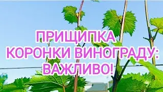 Як зупинити ріст винограду. Прищипка - важлива операція