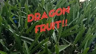 Dragon Fruit plants with baby buds!! Dragon Fruit baby plants!!