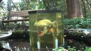 the fish penthouse, an above water aquarium