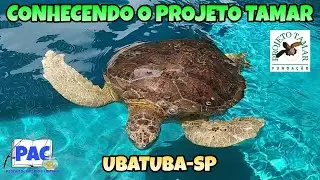 Visita ao Projeto Tamar / Ubatuba-SP