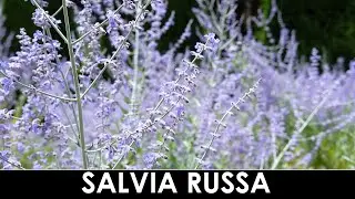 VErba Volant - Una Salvia diversa da solito