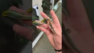 FRIENDLIEST Day Geckos in the World! #shorts #reptiles #gecko #lizard #cute