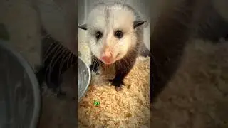 Opossums Crush Venomous Snakes with Venom Immunity #shorts  #buzzbilt