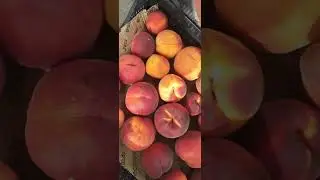 22 серпня 2024 р.