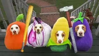 Dogs Steal Neighbor's Candy on Halloween: Bad Dog Maymo & Friends Trick-or-Treat Prank!
