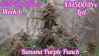 BANANA PURPLE PUNCH AUTOFLOWER, FASTBUDS, VIPARSPECTRA XS1500 LED