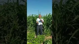 Маккажўхорини сояга қўшиб экиш технологияси