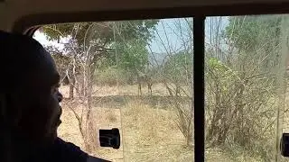 it's all about wildlife(2)