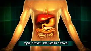 What is Diabetes [Sinhala]