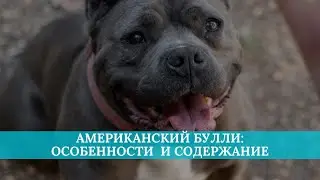 Американский булли: особенности породы и содержание