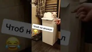 Прикол с котом 