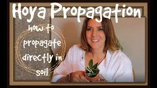 Detailed Hoya Propagation in Soil