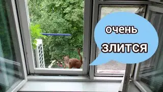 Белка злится / звуки белки / squirrel angry / squirrel sounds