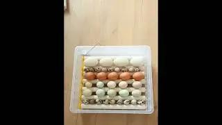 инкубатор для яиц автоматический