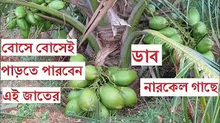 আড়াই বছরেই ফলন শুরু | প্রতি বছর ২৫০ টি নারকেল | ডোয়ার্ফ নারকেল | Dwarf coconut | Dekho aur Sikho|