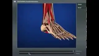 Foot Medical Interactive