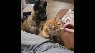 Купить щенка американской акиты (3мес) можно через описании канала ❤️ 