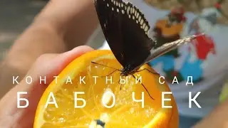 Контактный сад бабочек “Befly garden”. Кишинёв.