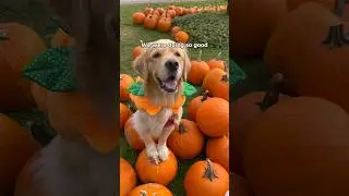 Daisy and Maple got a new job! 🎃 