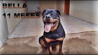 ROTTWEILER  FÊMEA com 11 meses, BELLA.