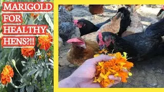 Marigolds for Orange Egg Yolks and Healthy Chickens