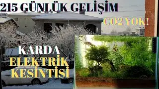 Bitkili Akvaryum Bölüm 13 | Karda Elektrik Kesilince..